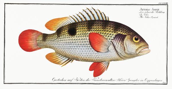 Johns Golden Snapper Print