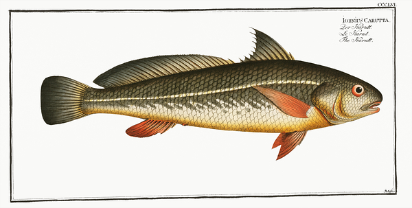 Karut Croaker Purple Jewfish by History In Your Home
