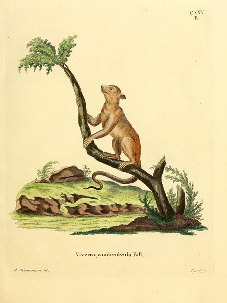 Kinkajou Print