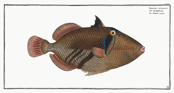 Lagoon Blackbar Triggerfish Print