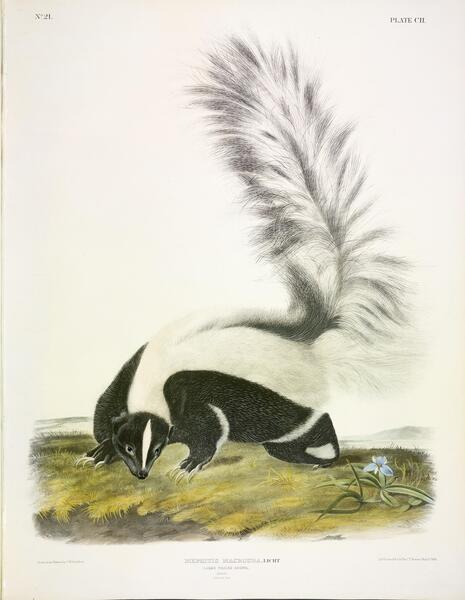 Large Tailed Skunk Print