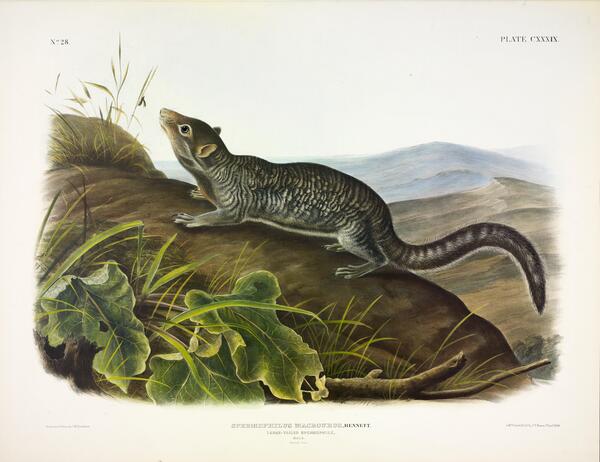 Large Tailed Spermophile Print