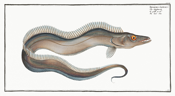 Largehead Hairtail Beltfish by History In Your Home