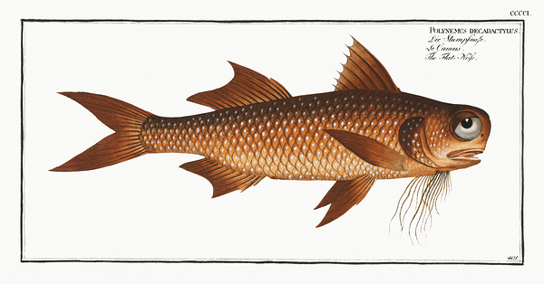 Lesser African Threadfin Print