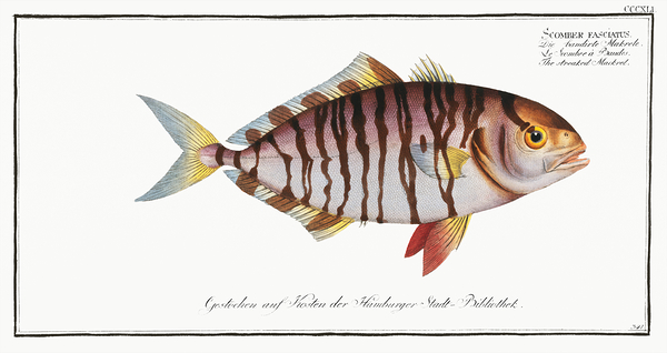 Lesser Amberjack Print