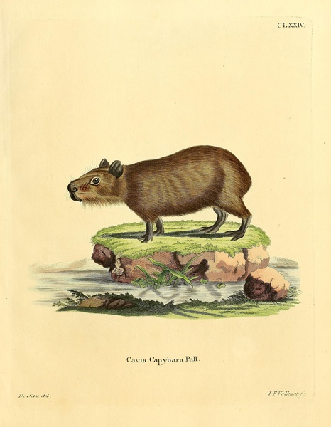 Lesser Capybara Print