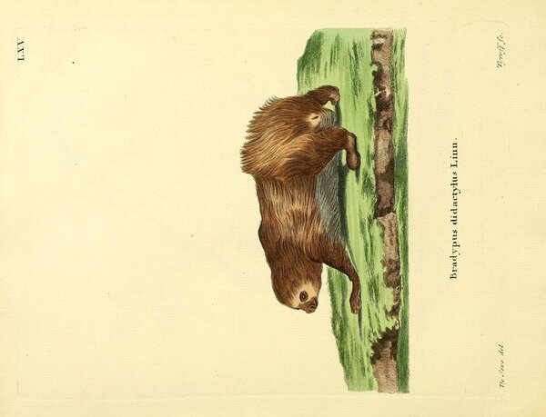Linnaeus s Two Toed Sloth by History In Your Home