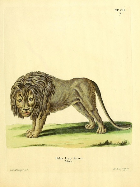 Lion Print