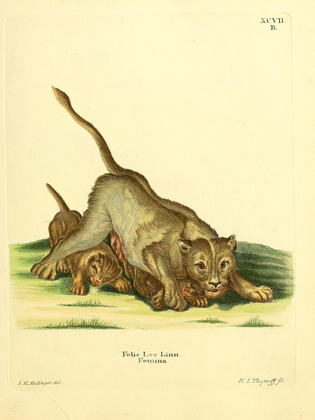 Lion 2 Print