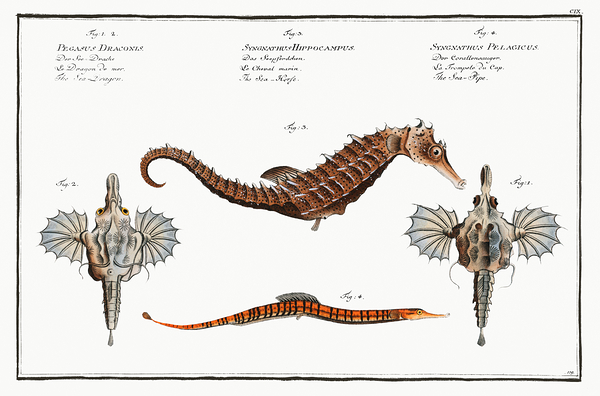 Little Dragonfish Seahorse and Pipefish by History In Your Home