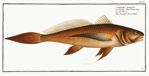 Longtail Croaker Print