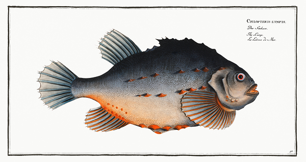 Lumpsucker Lumpfish by History In Your Home