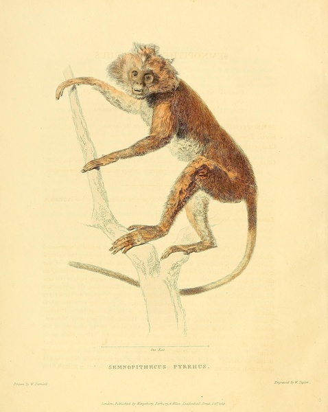Lutung Leaf Monkey Print