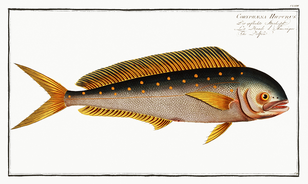 Mahi Mahi Dolphinfish by History In Your Home