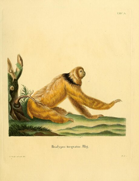 Maned Sloth Print