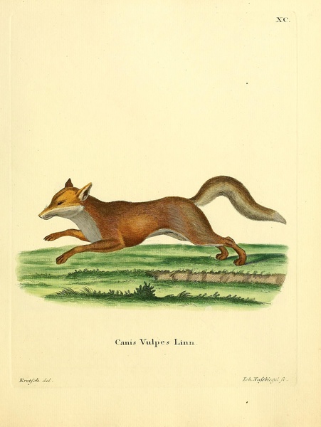 Maned Wolf Print