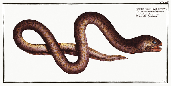 Marbled Swamp Eel Print