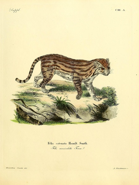 Margay by History In Your Home