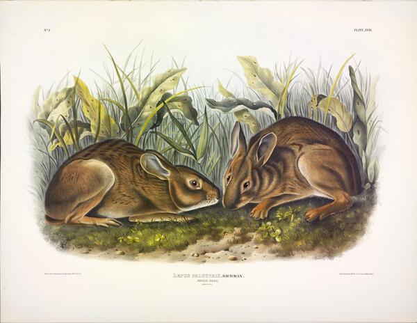 Marsh Rabbit Print