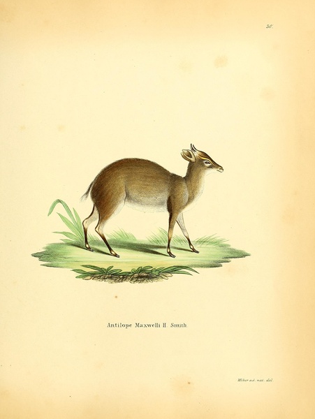 Maxwell s Duiker by History In Your Home