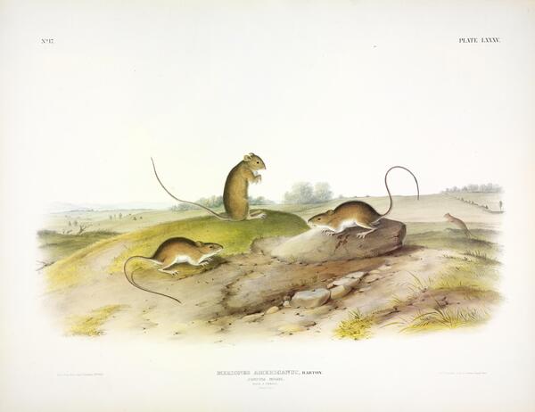 Meadow Jumping Mouse Print