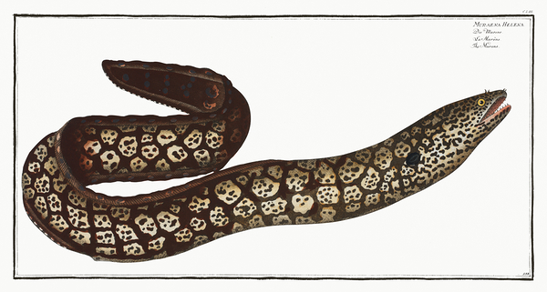 Mediterranean Moray Eel Print