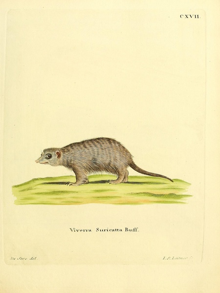 Meerkat Print