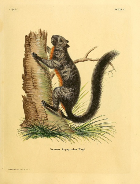 Mexican Gray Squirrel Print