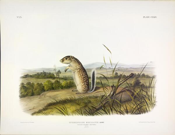 Mexican Ground Squirrel Print