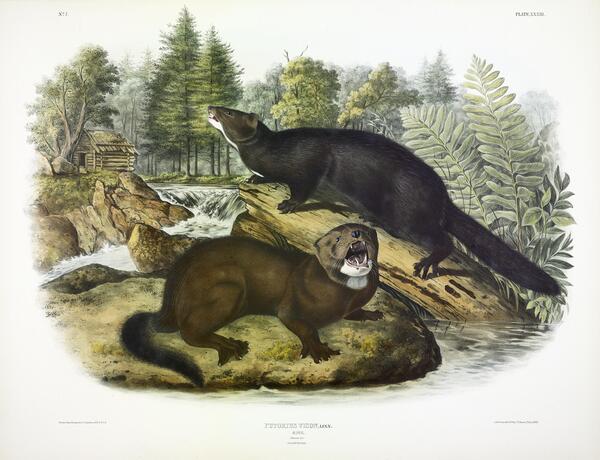 Mink Print