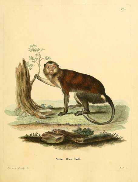 Mona Monkey Print