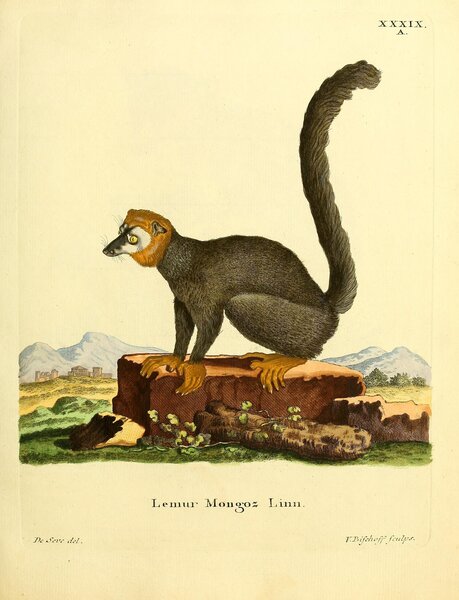 Mongoose Lemur Print