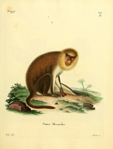 Monk Saki by History In Your Home