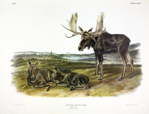 Moose Print