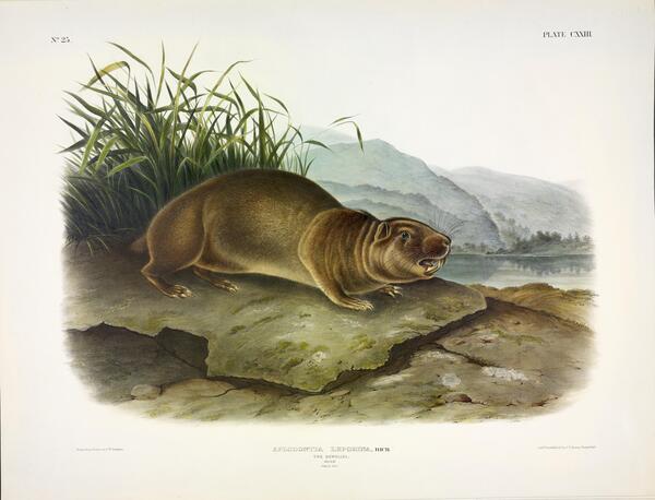 Mountain Beaver Print