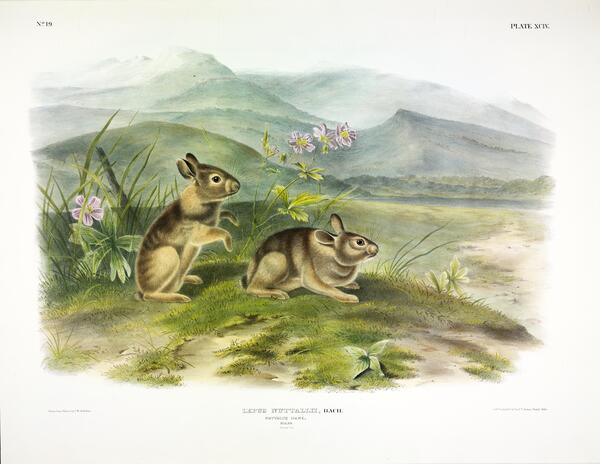 Mountain Cottontail Print