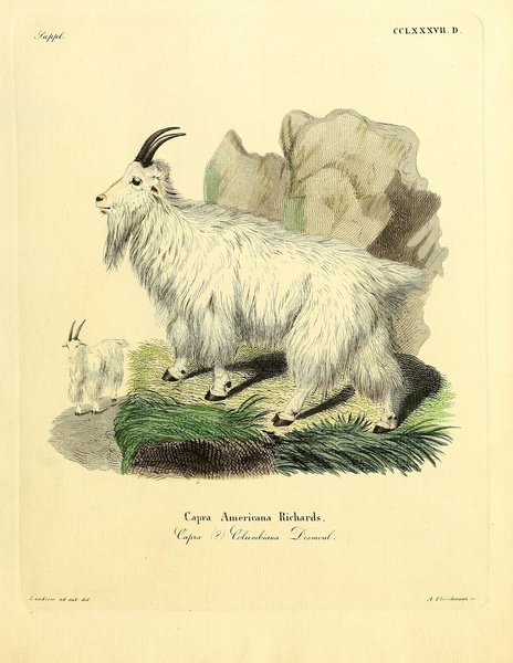 Mountain Goat Print
