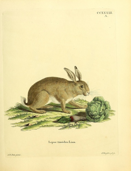 Mountain Hare Print