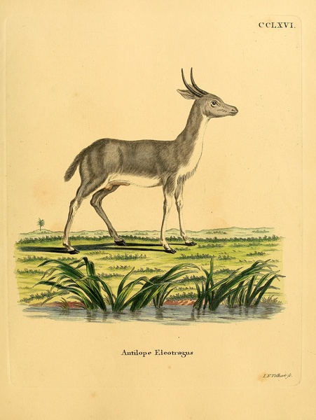 Mountain Reedbuck Print