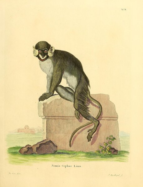 Moustached Guenon Print