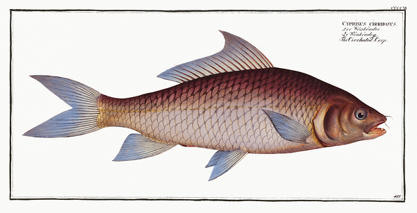 Mrigal White Carp by History In Your Home