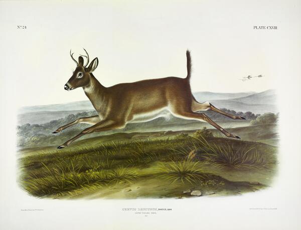 Mule Deer Print