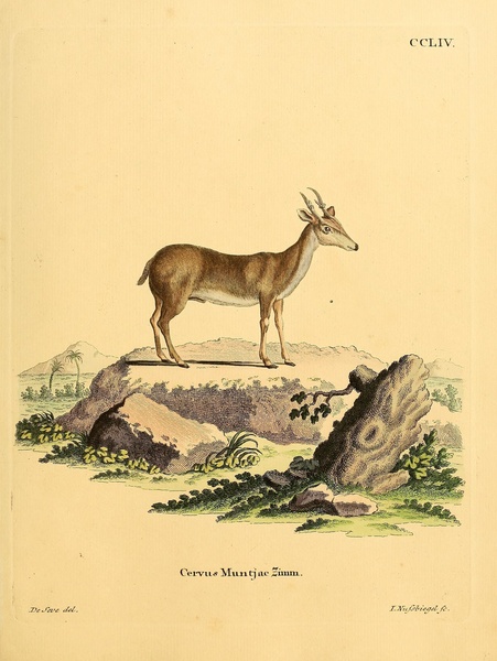 Muntjac Print