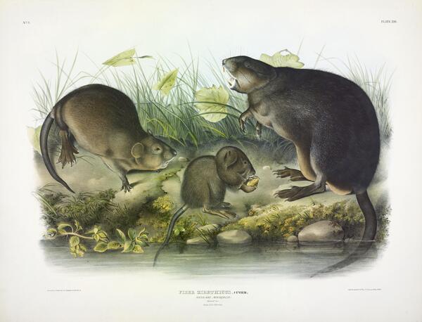 Muskrat Print