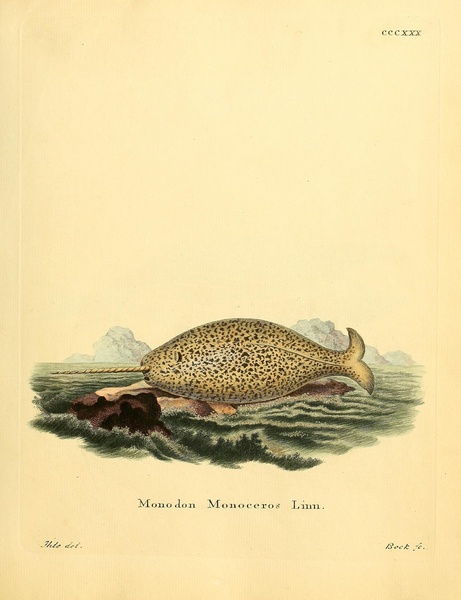 Narwhal Print