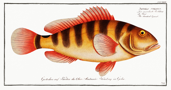 Nassau Grouper by History In Your Home