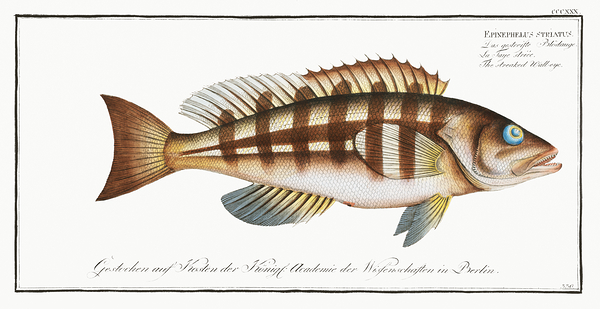 Nassau Grouper 2 by History In Your Home
