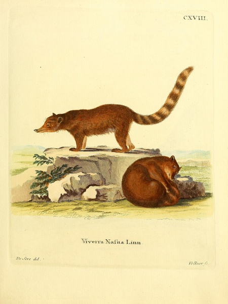 Nasua Print