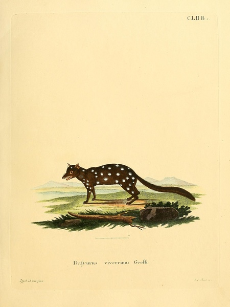 Native Cat or Eastern Quoll Print