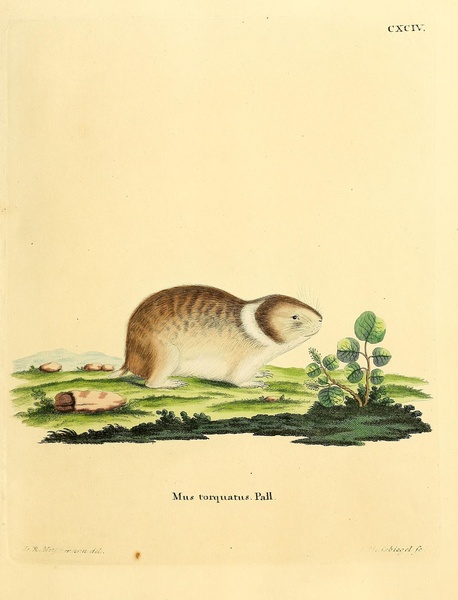 Northern Collared Lemming Print